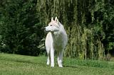 SIBERIAN HUSKY 965